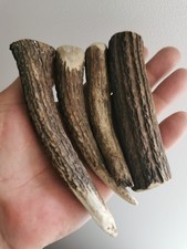 296.RED DEER HORN BLANK.KNIFE HANDLE MATERIAL.(NATURAL).