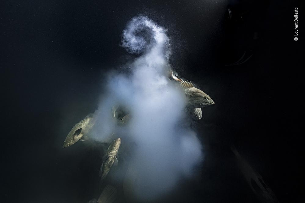 Thumbnail - Wildlife Fotografien Des Jahres - Portfolio 31, Ulrike Kretschmer