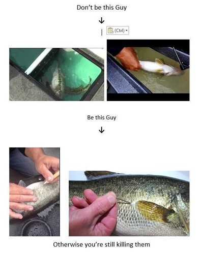 Aguja Bass Fizz - Imagen 1 de 2