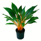 Chlorophytum amaniense (Fire Flash Spider House Plant) 5-25 Seeds RARE Indoor UK