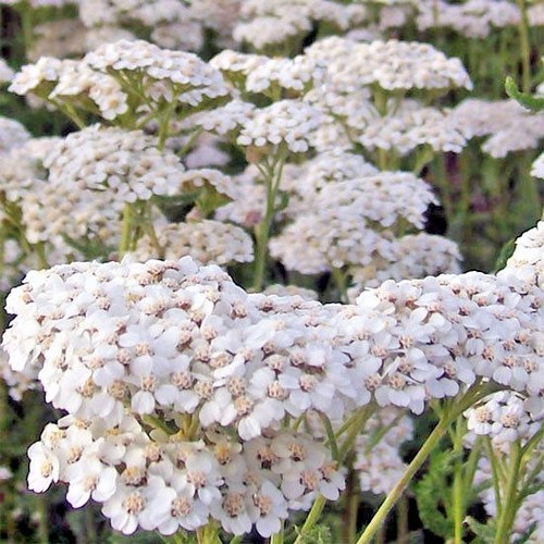 1000+WHITE YARROW Flower Seed Milfoil Perennial Native Wildflower Medicinal Herb - Picture 8 of 12
