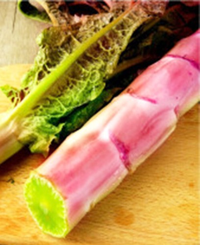 1000+ Red Leaf Stem Celtuce Seeds 红尖叶香莴笋 2024新种子NEW! - Bild 3 von 5