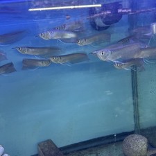 Sliver Arowana 8 Inch Live Fish Eat Pellets