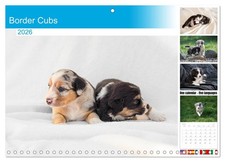 Border Cubs (Monthly Wall Calendar 2026 11.7 x 16.5 (open)), CALVENDO 14 Month C