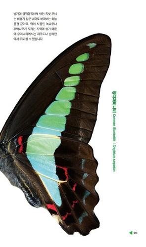 To You, Butterfly - Korean Photo Essay 그대에게, 나비 - Picture 4 of 12
