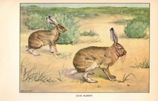 1926 Vintage ANIMALS "JACK RABBIT" GORGEOUS Full COLOR Art Plate Litho print
