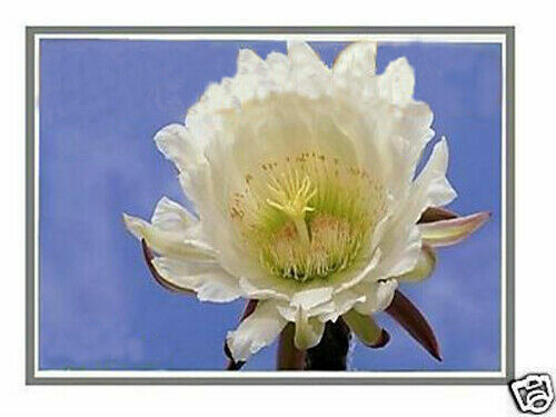 Nueva pantalla LED IPS LCD de 15,6" FHD se adapta a HP Probook L45102-001 - Imagen 4 de 4