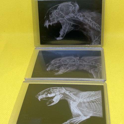 2024 Topps Allen & Ginter Oregon Zoo X-Ray 3 Card Lot BIG CATS & Cape Porcupine - Picture 4 of 7