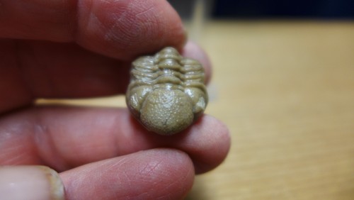 GEOLOGICAL ENTERPRISES Devonian fossil trilobite Kainops raymondi Oklahoma - Picture 2 of 6