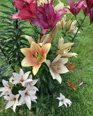 CAMBRIDGE FARMERS OUTLET Ten Lilium asiatic Mixed Colours (Bulbs) (Tiger Lily) Free UK Postage