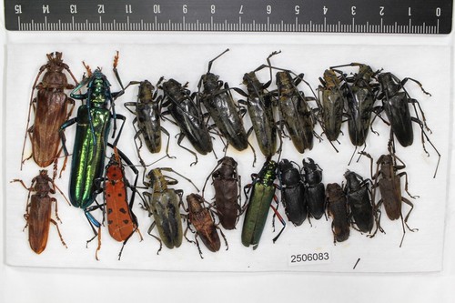 2506083. Mixed beetles from Myanmar. Cerambycidae Lamiinae Rosalia Spondylis