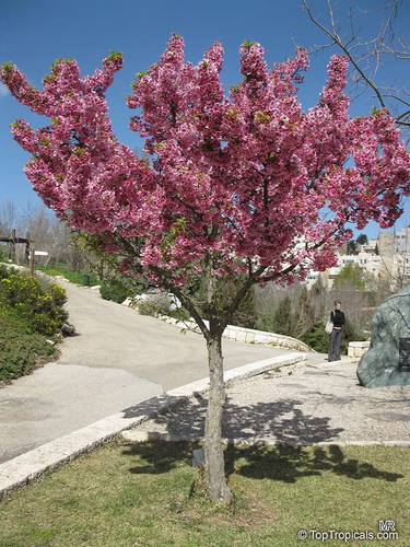 Taiwanese Pink Cherry Blossom Tree seeds - Prunus Campanulata - Bild 3 von 3