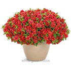 Superbells, Calibrachoa, Double Redstone, Million Bells