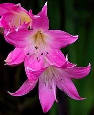 5 Pink Naked Ladies Amaryllis Belladonna Bulbs - Surprise Lily LARGE Size
