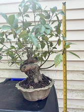 Cluster Fig Ficus Racemosa Bonsai… Very Rare In The US … Thick Trunk !!!!