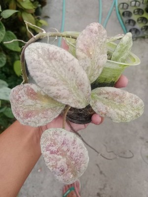 Hoya Waymaniae Cloud Sky Pink Silver Rare Tropical Plant