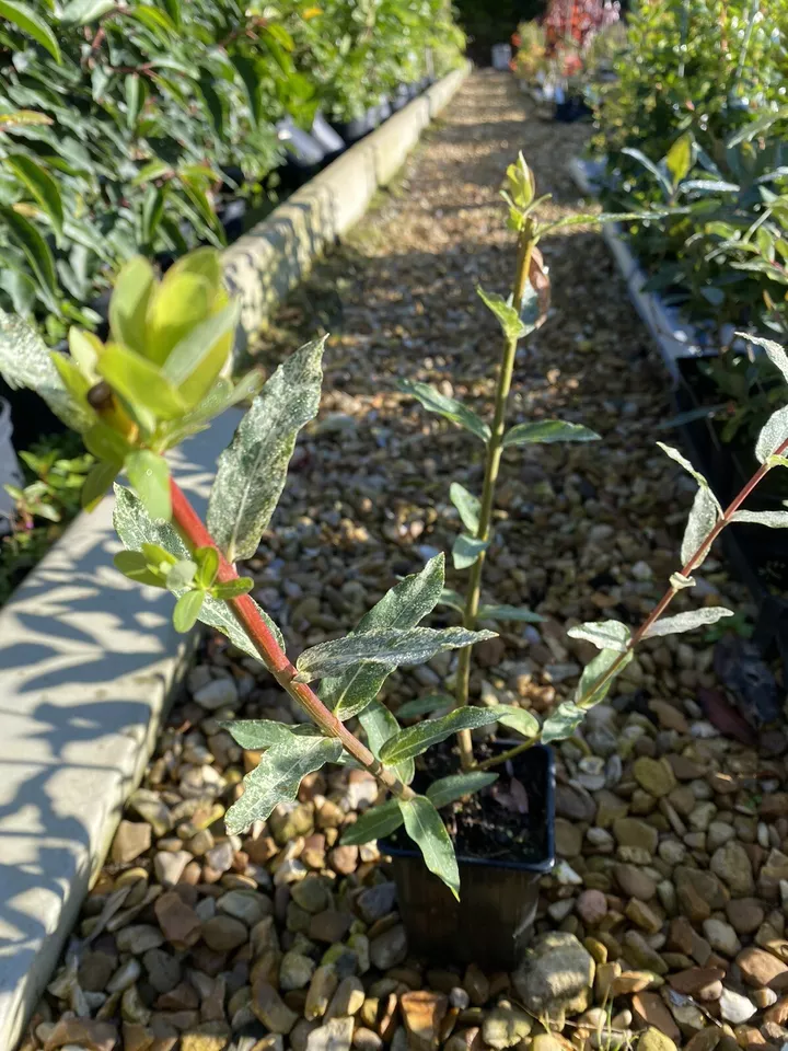 Picture 10 of 10