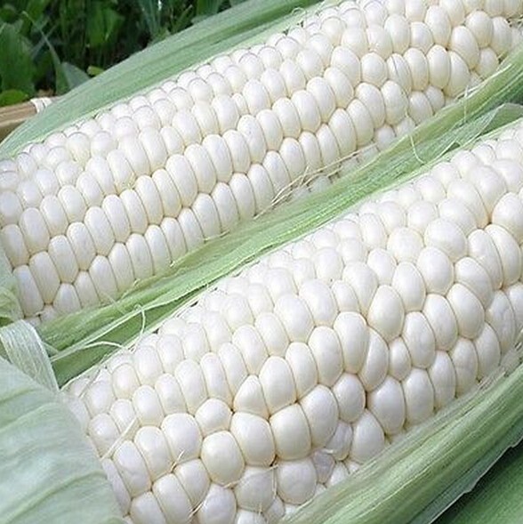 Fd947 White Tasty Corn Seed Heirloom Vegetable Seed