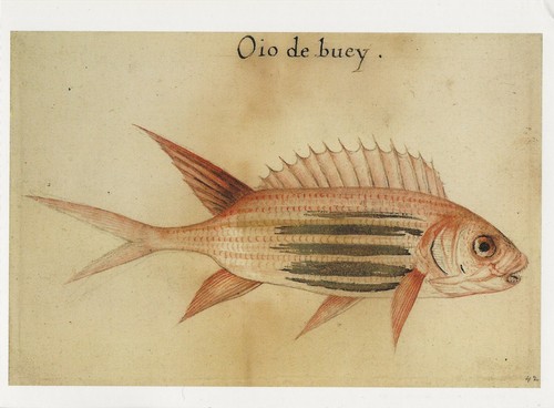 Postcard John White "Oio de buey" Squirrelfish Holocentrus adscensionis 16thC - Picture 1 of 2