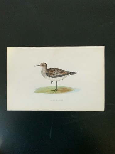 Antique Colour Plate Print F O Morris A History Of British Birds Hand Coloured - Picture 78 of 94