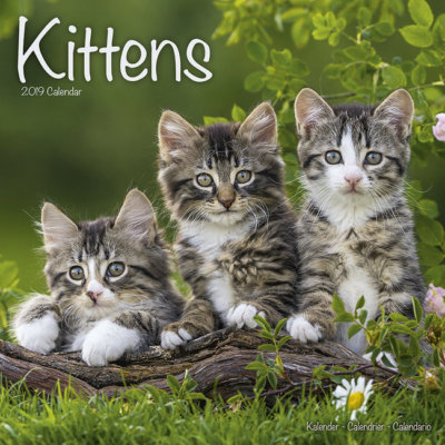 Calendrier 19 Chatons Ebay Calendrier 19 Chatons Ebay