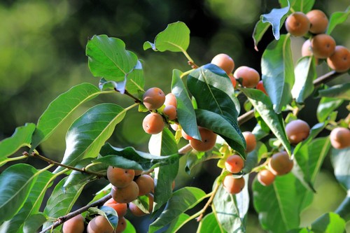 10 ITALIAN PERSIMMON TREE Dateplum Date Plum Fruit Diospyros Lotus Seeds - Picture 11 of 15