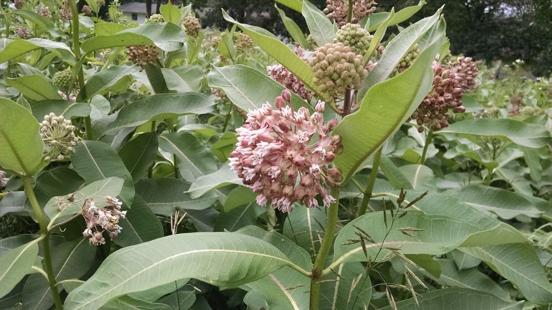 Milkweed Seeds (Common), Sold by Weight, Help the Monarch Butterflies! 2022 Crop - Picture 2 of 11