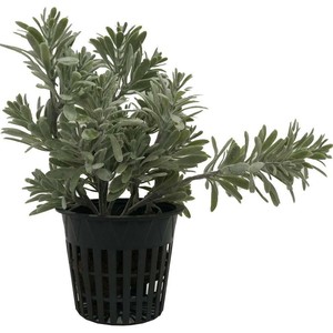 Nursery-Pots-Black-4-Inch-Growing-Plant-Orchids-Hydroponics-Plastic-50-Pack