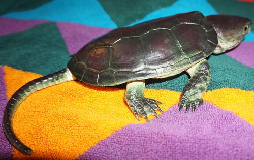 Snapping Turtle Replica - AAA - Realistic PVC - Picture 4 of 6