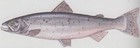 salmonide_ma6
