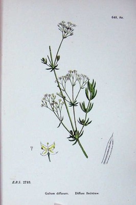 Original alter antiker Druck Botanik Pflanzen um 1902 diffus Beetstroh Galium diffusum