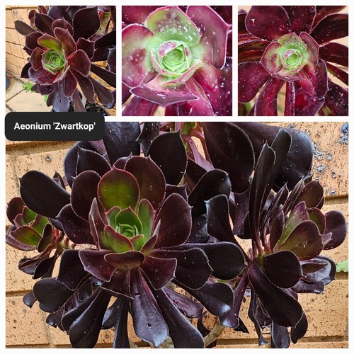 10 Pack Aeonium Cuttings With Names No Reapets - Picture 3 of 10