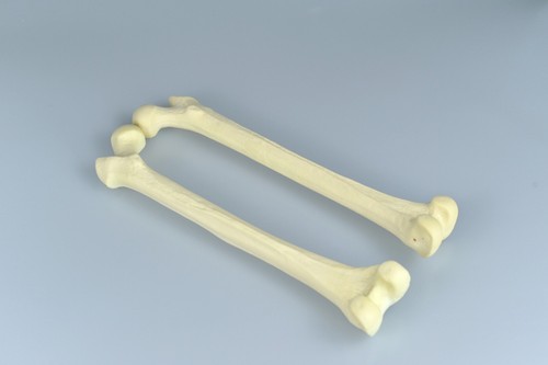 Left and Right Femur simulation practice sawbone Bionic bone Training model - Picture 10 of 12