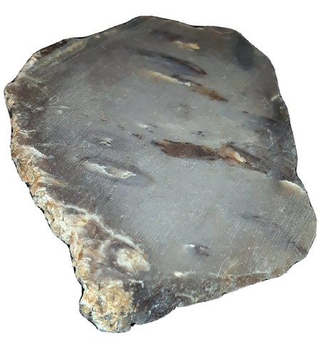 Losa de raíz de palma gris sin pulir, casi talón, muestras de piedra, tacón de roca 1,95 oz - Imagen 5 de 12