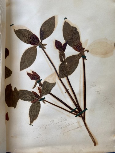 Antique 1905 Student Botany Leaf Collection Book - Nazareth Academy - La Grange - Foto 8 di 11