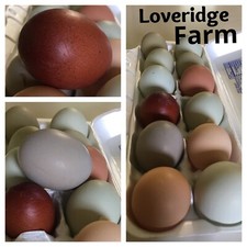 10+ Barn Yard Hatching Eggs Purebred Marans, Olive Eggers, Bantams Calico Cochin