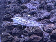 6 White Freshwater Aquatic Isopods Lirceus sp. Clean Up Crew FREE SHIPPING