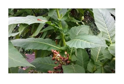 20x Nicotiana tabacum Tabak Rauchtabak Garten Pflanzen - Samen B1833 - Bild 1 von 4