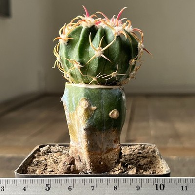 A13-222 Homalocephala texensis, Kioshi, twisted spines, grafted