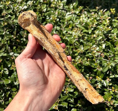 HUGE Kem Kem Fossil Dinosaur Bones Morocco 8.5” Cretaceous Age - Picture 5 of 9