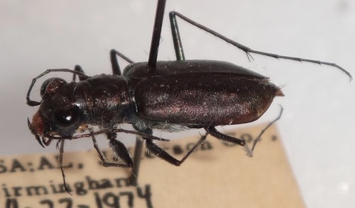 Cicindelinae Cicindela punctulata Alabama #8C Tiger Beetle Insect - Afbeelding 2 van 2