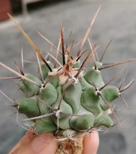4-5CM Succulent Cactus Plant Thelocactus Home Garden Beautiful