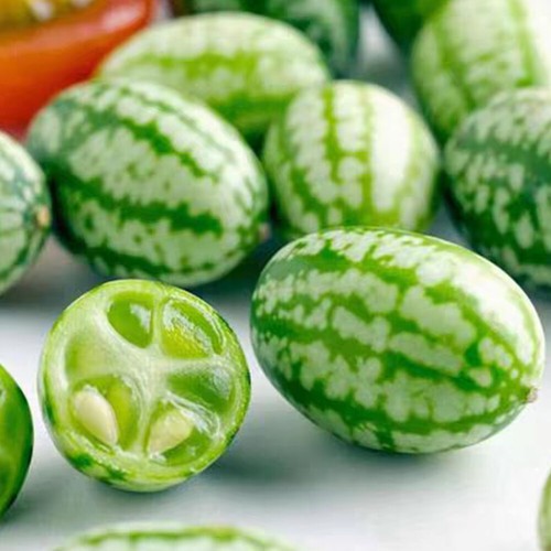50 Stück Mini-Daumen-Wassermelonenkerne Rotes Fruchtfleisch Wassermelone Bio- ≥ - Bild 12 von 20