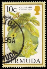 BERMUDA 670 (SG704A) - Calabash "Crescentia crujente" (pa72875)