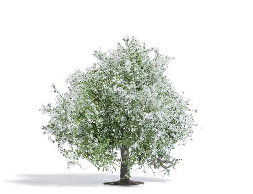 Apple Tree, Blühend, 75mm Ho / Oo Anzeige Busch 3651