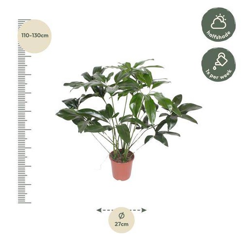 Baumfreund – Philodendron Green Wonder – Zimmerpflanze – 120cm – Ø27cm - Bild 2 von 4
