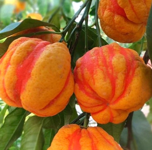 Citrus aurantium cv "Picasso" - - MONSTRÖSE ORANGE ALBERPFLANZE - Bild 2 von 2