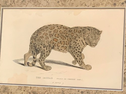 Impresión antigua del siglo XIX: Jaguar - Whittaker pequeño o común coloreado a mano - Enmarcado - Imagen 1 de 11