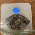 Huge Mixed Bulk Lot of 1000 Assorted World/Foreign Coins! Great Starter Group!
