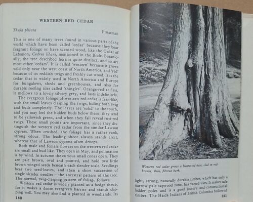The Observer's Book of Trees by Herbert L. Edlin (Smooth Laminate 1985 Reprint). - Picture 23 of 24